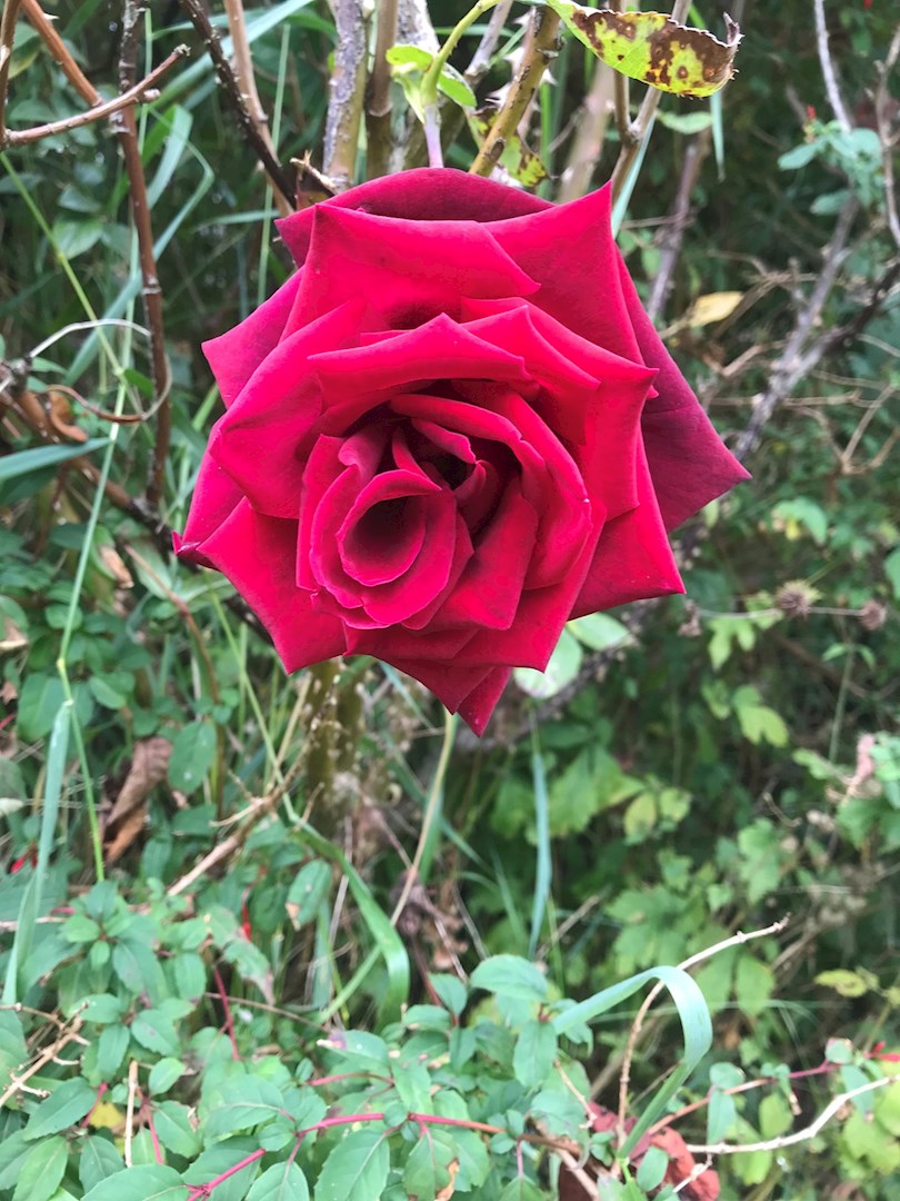 Hey Neil. 
I have been reading your updates and am glad that you are making some progress. It’s a long hard battle but you’ll get there. Have a picture of a beautiful Rose I found today. Might cheer you up. Loads of love and hugs, Sam. Xxx